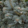 Brad de Arizona Abies lasiocarpa Compacta