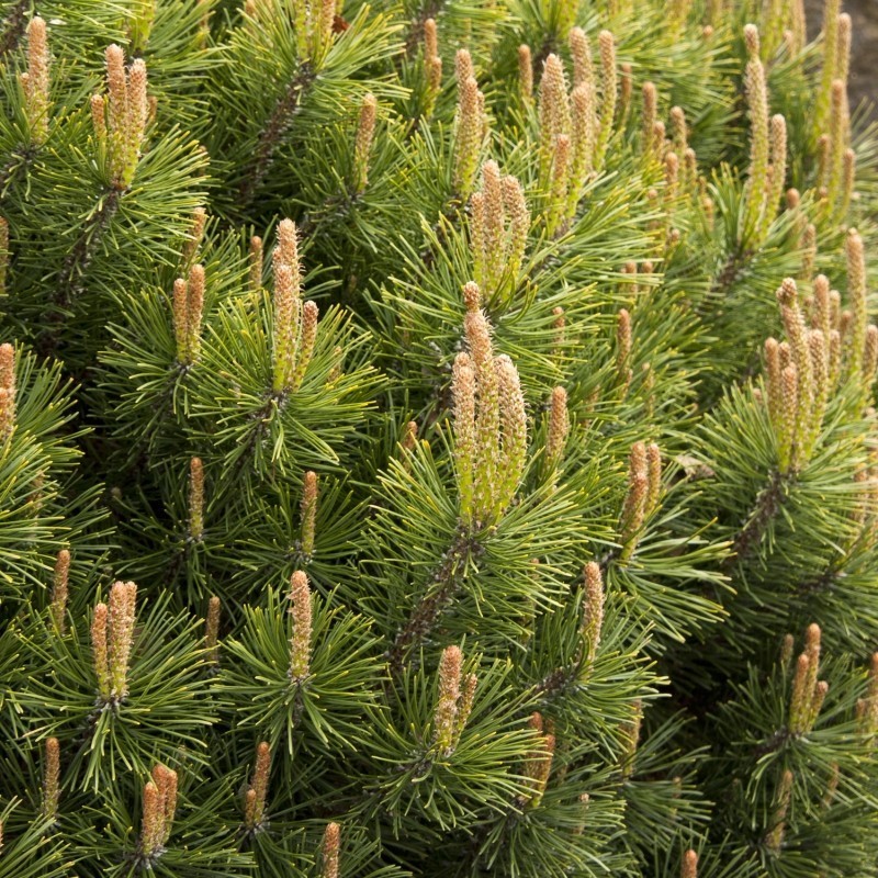 Pin de munte - Jneapan