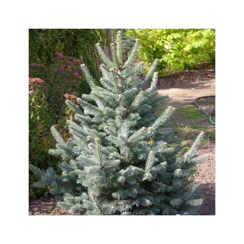 Brad Argintiu Abies lasiocarpa Argentea