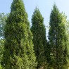 Ienupar Ketelerii