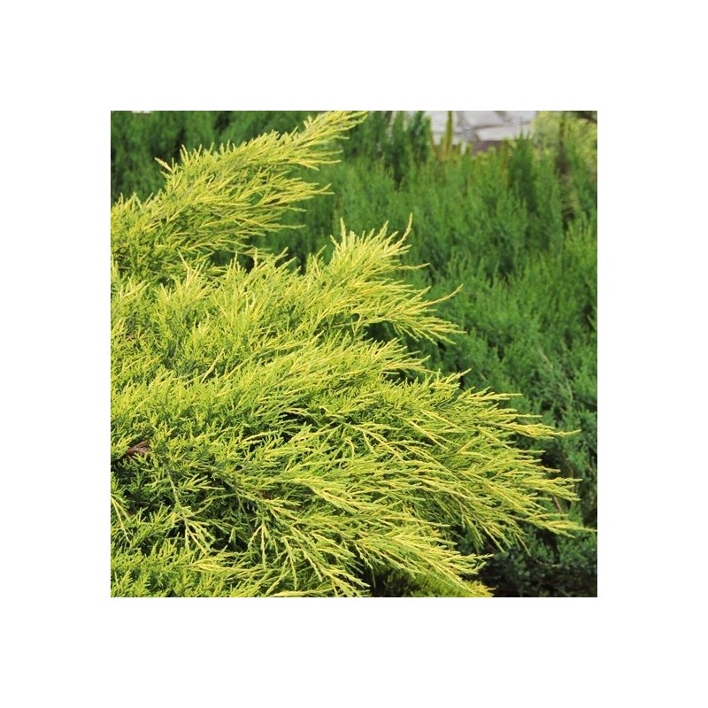 Ienupar Pfitzeriana Aurea