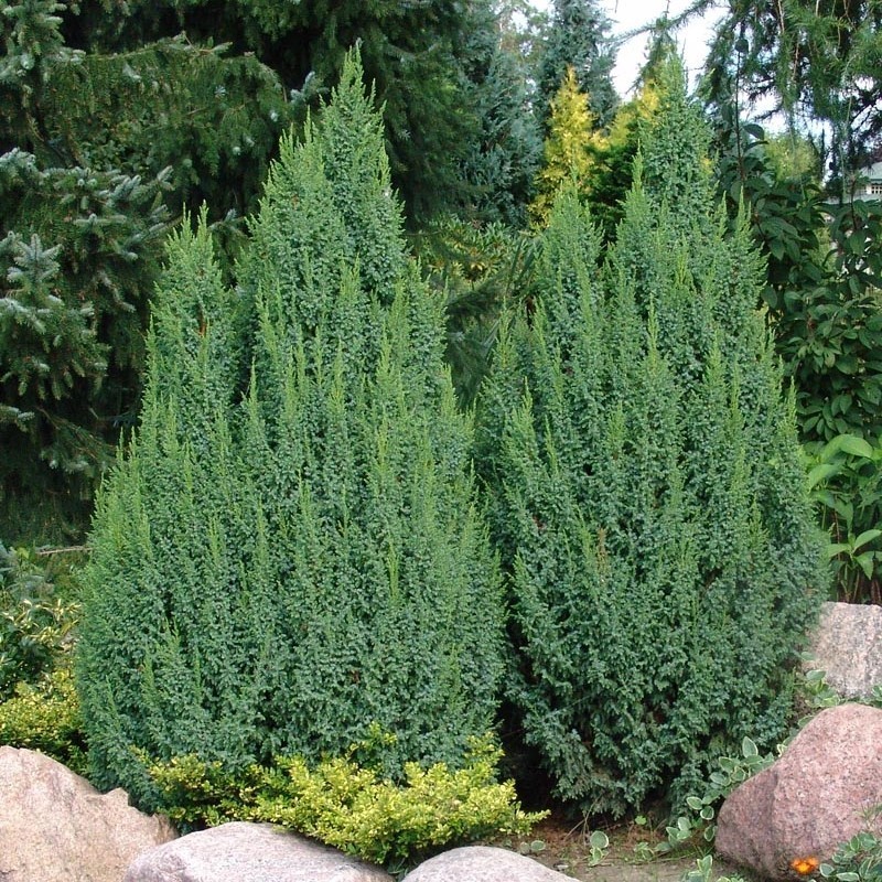 Ienupar pingii Loderi