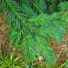 Tisa Repandens