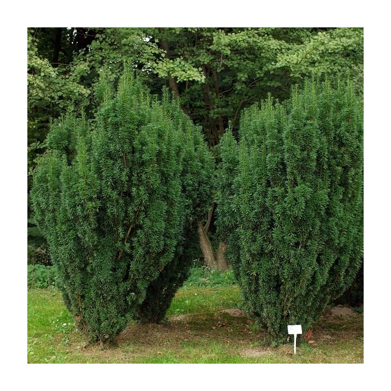 Tisa Stricta Viridis