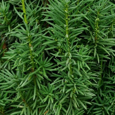 Tisa Stricta Viridis