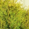 Tuie Globulara Aurie