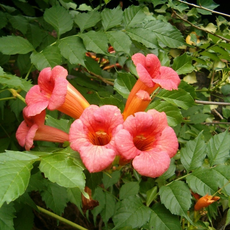 Trompeta Cataratoare