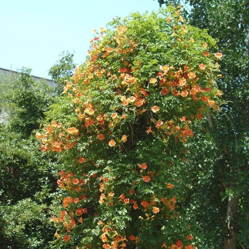 Trompeta Cataratoare