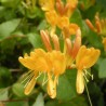 Lonicera tellmanniana, Caprifoi Portocaliu