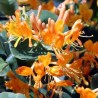 Lonicera tellmanniana, Caprifoi Portocaliu