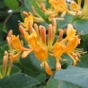 Lonicera tellmanniana, Caprifoi Portocaliu