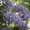 Wisteria, Glicina mov