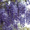Wisteria, Glicina mov