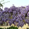 Wisteria, Glicina mov