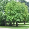 Arbore Katsura