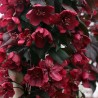 Mar decorativ Royalty