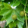 Platan