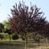 Corcodus Rosu