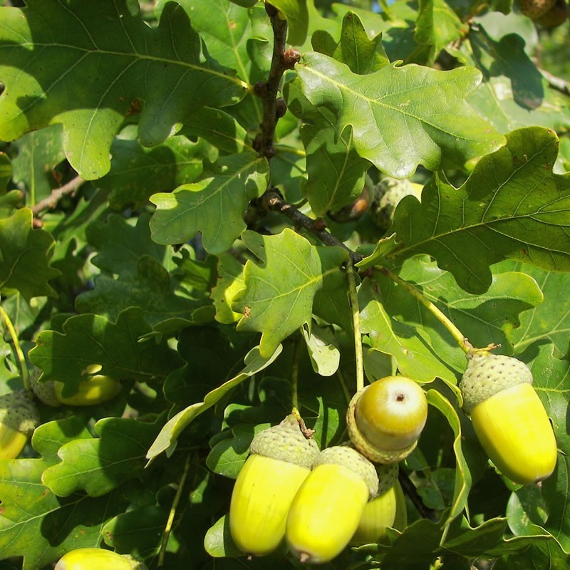 Stejar Fastigiata koster