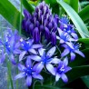 Viorea Scilla peruviana
