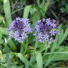 Viorea Scilla peruviana