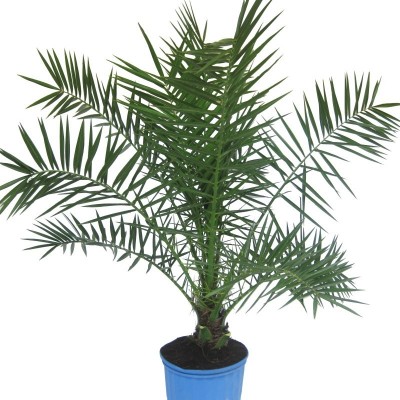 Palmier Phoenix canariensis