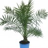 Palmier Phoenix canariensis