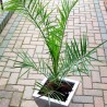 Palmier Phoenix canariensis
