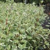 Corn alb Elegantissima