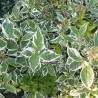 Corn alb sibirica Variegata