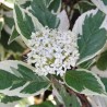 Corn alb sibirica Variegata