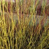 Cornus stolonifera Flawiramea