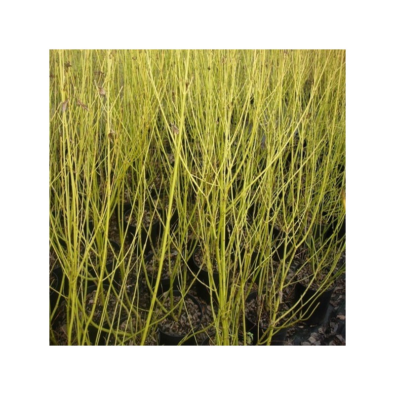 Cornus stolonifera Flawiramea