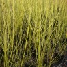 Cornus stolonifera Flawiramea