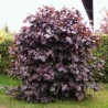 Alun Rosu Corylus maxima Purpurea