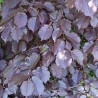 Alun Rosu Corylus maxima Purpurea