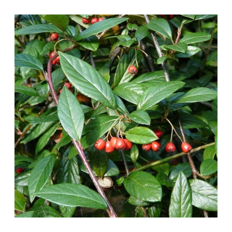 Barcoace Herbstfeuer