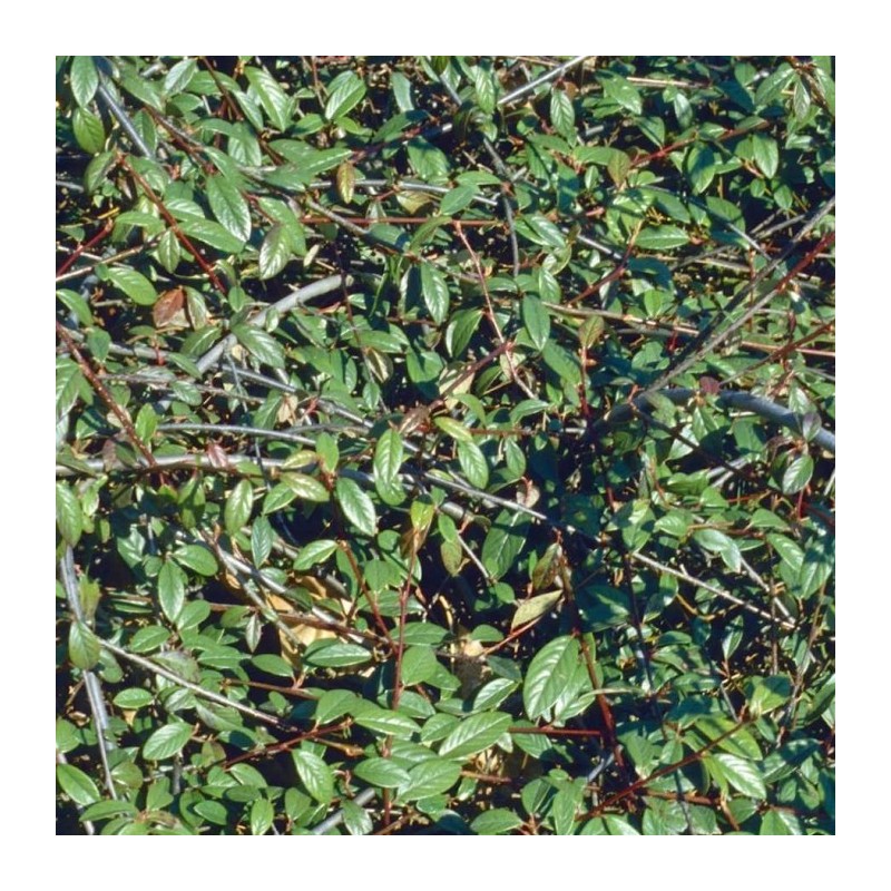 Barcoace Herbstfeuer