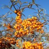 Catina Alba Hippophae rhamnoides