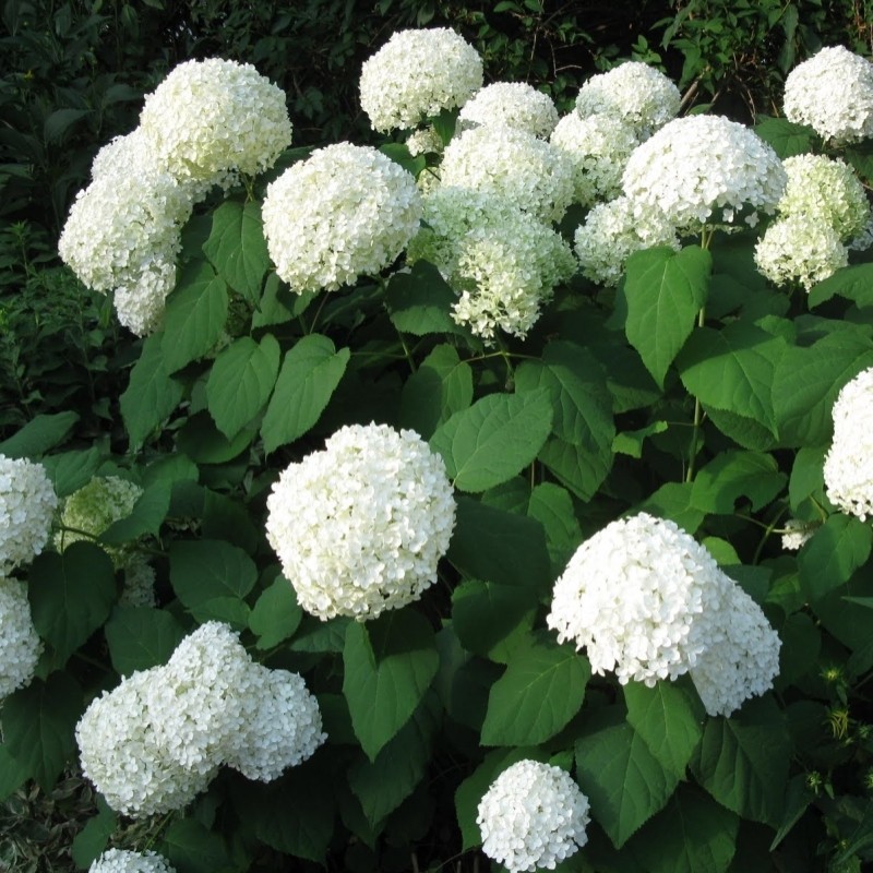 Hortensia Annabelle