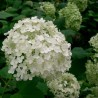 Hortensia Annabelle