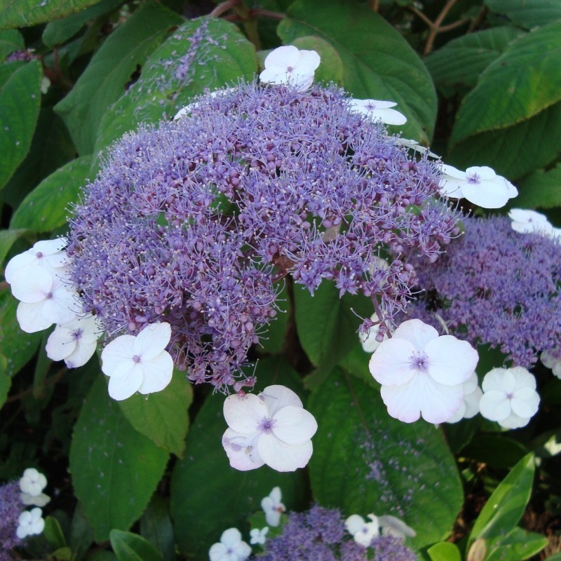 Hortensia Macrophylla