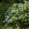 Hortensia Macrophylla