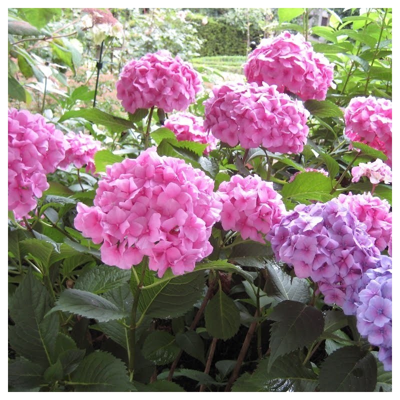 Hortensia Bouquet Rose