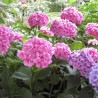 Hortensia Bouquet Rose