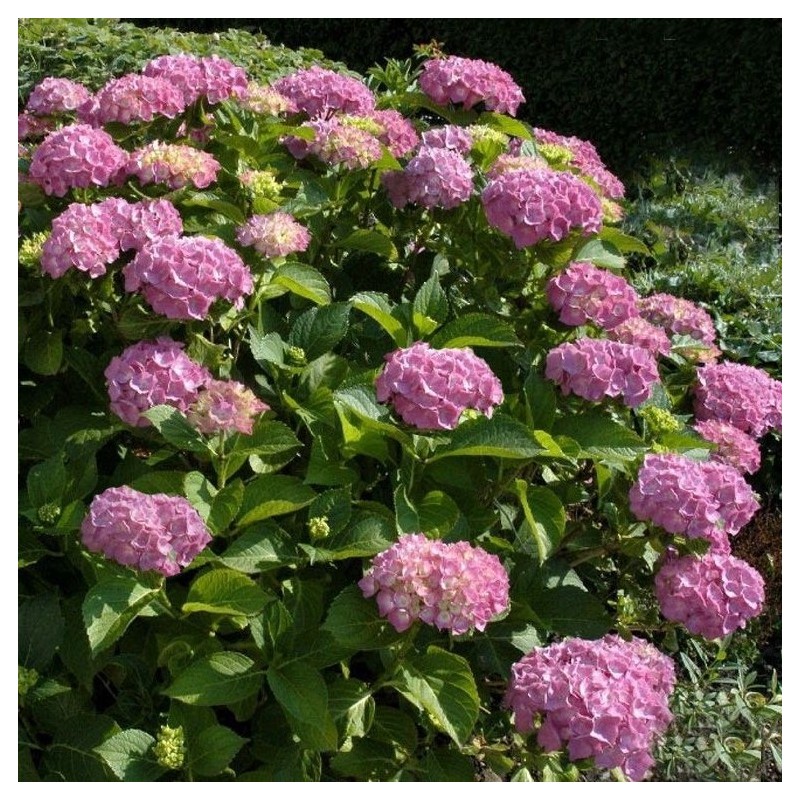 Hortensia Bouquet Rose
