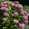 Hortensia Bouquet Rose