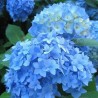 Hortensia Nikko Blue