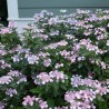 Hortensia Bluebird