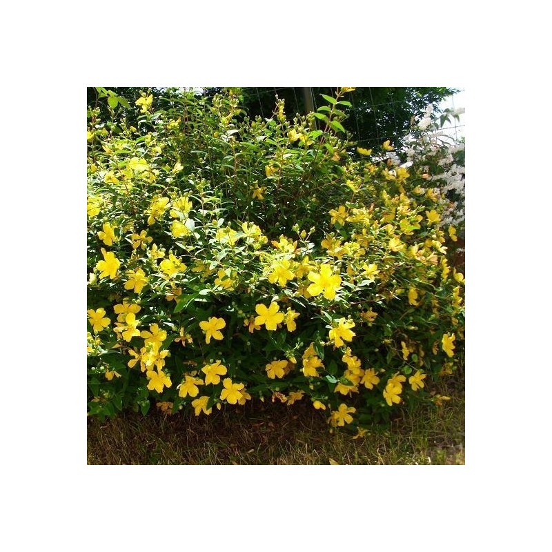 Sunatoare Vesnic Verde